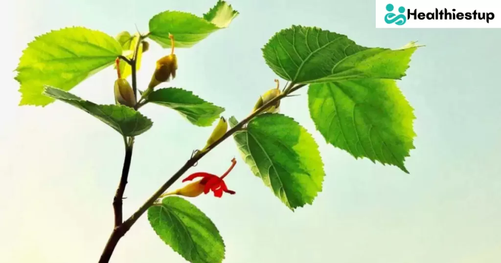 Healing leaves