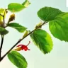 Healing leaves